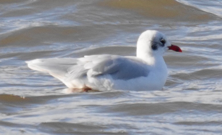 Mediterranean Gull - ML641008195