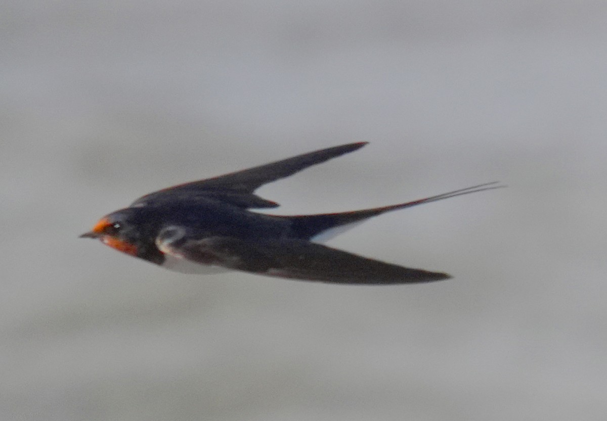 Barn Swallow - ML641008213