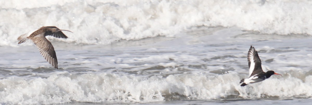 Eurasian Oystercatcher - ML641008244