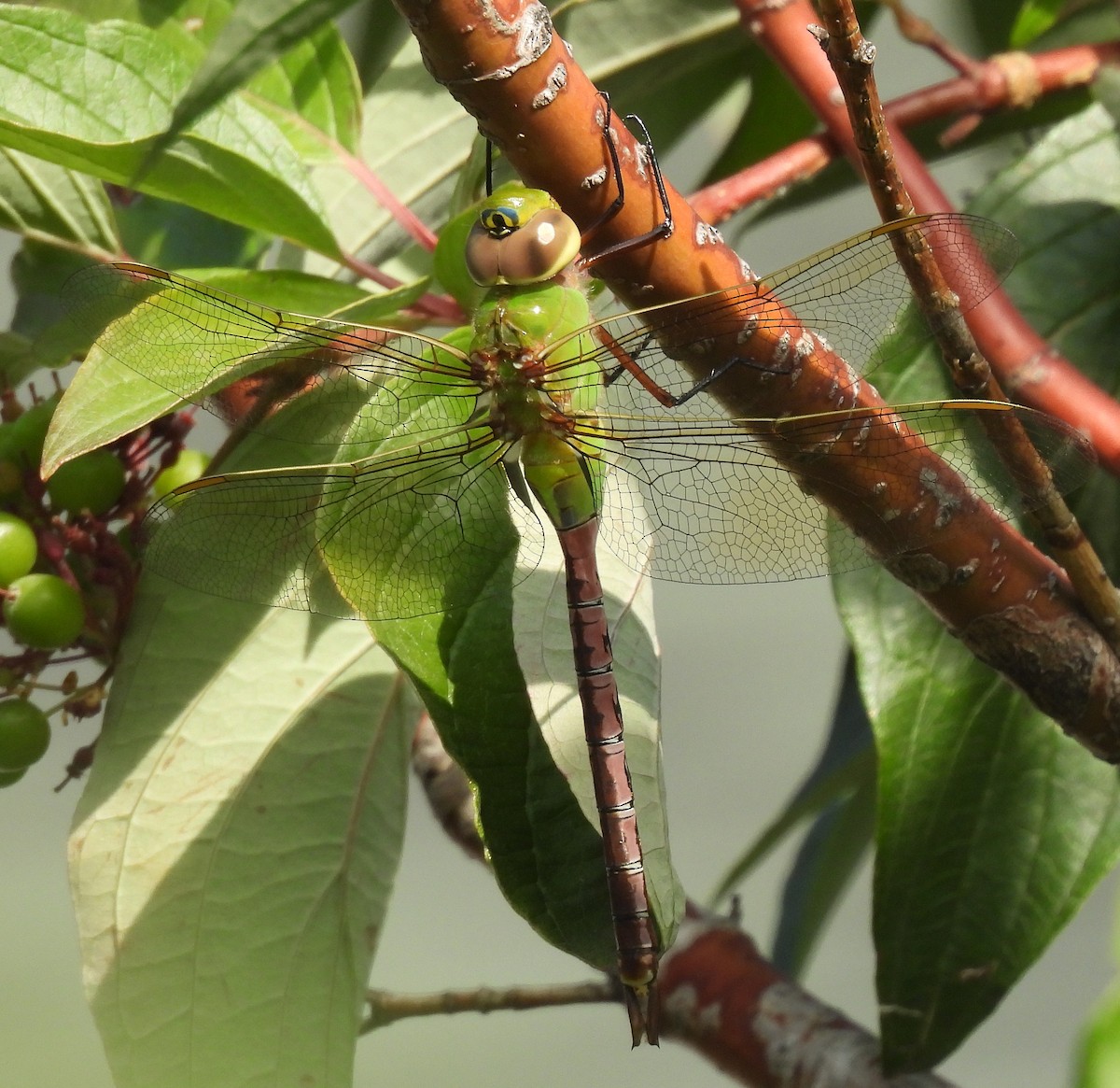 Common Green Darner - ML641008262