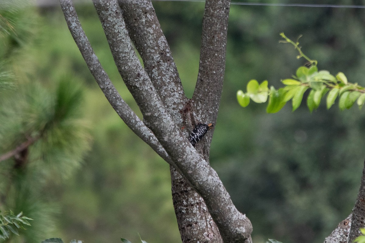 Fulvous-breasted Woodpecker - ML641008273