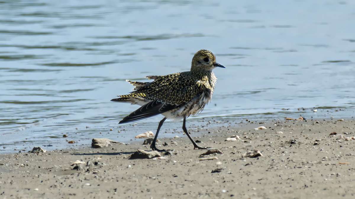 European Golden-Plover - ML641008286