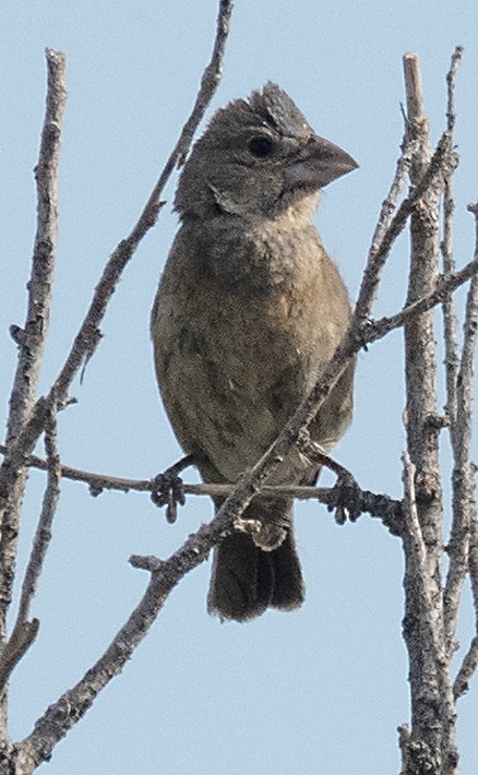 Blue Grosbeak - ML641008301