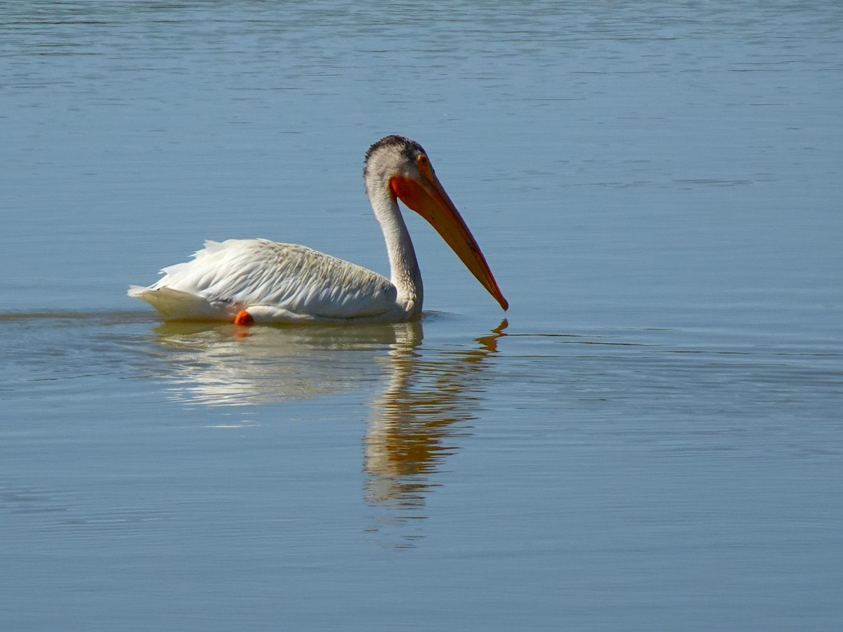 American White Pelican - ML641008307