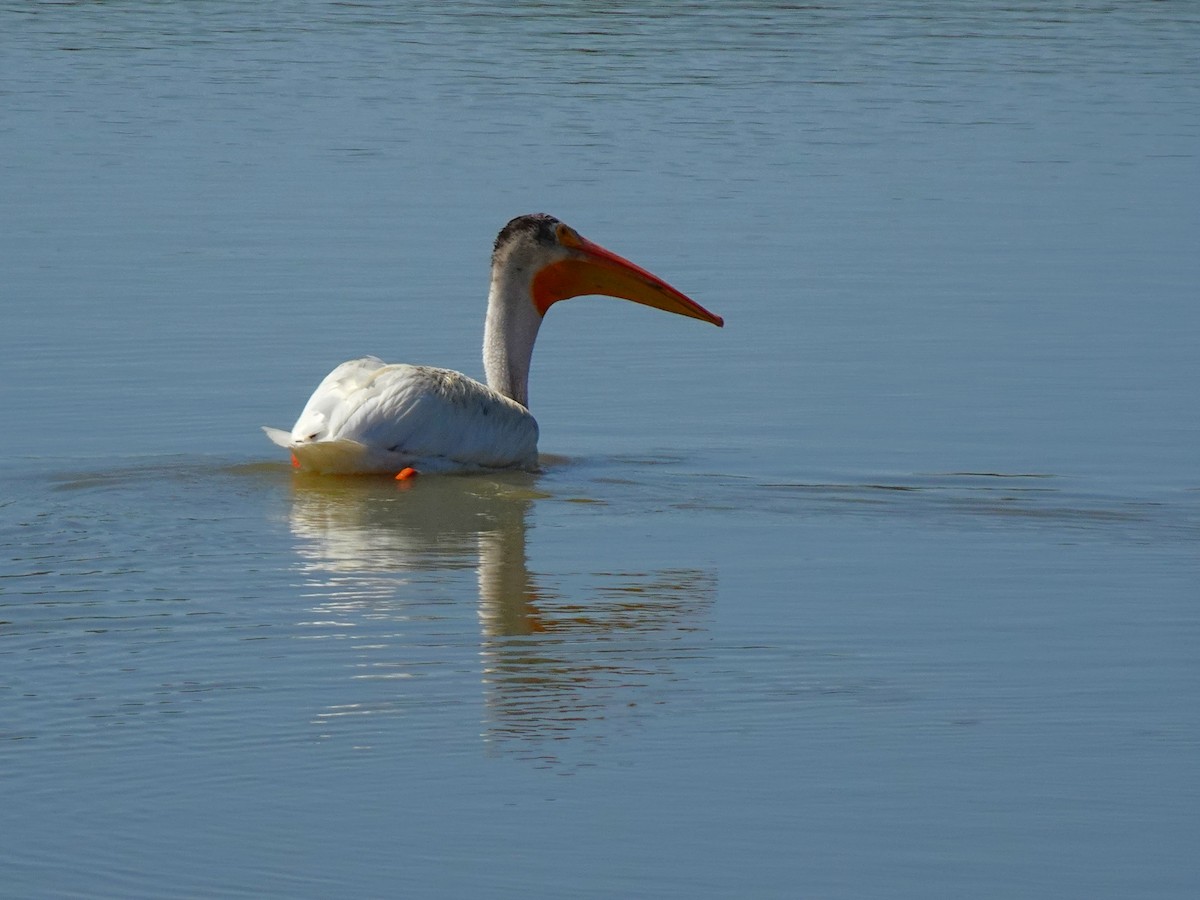 American White Pelican - ML641008308