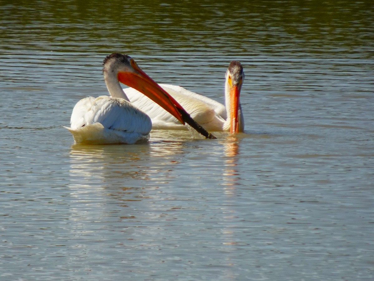 American White Pelican - ML641008309