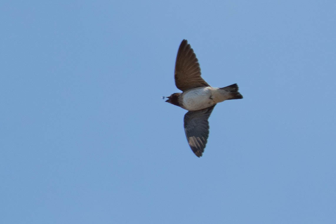 Cliff Swallow - ML641008318