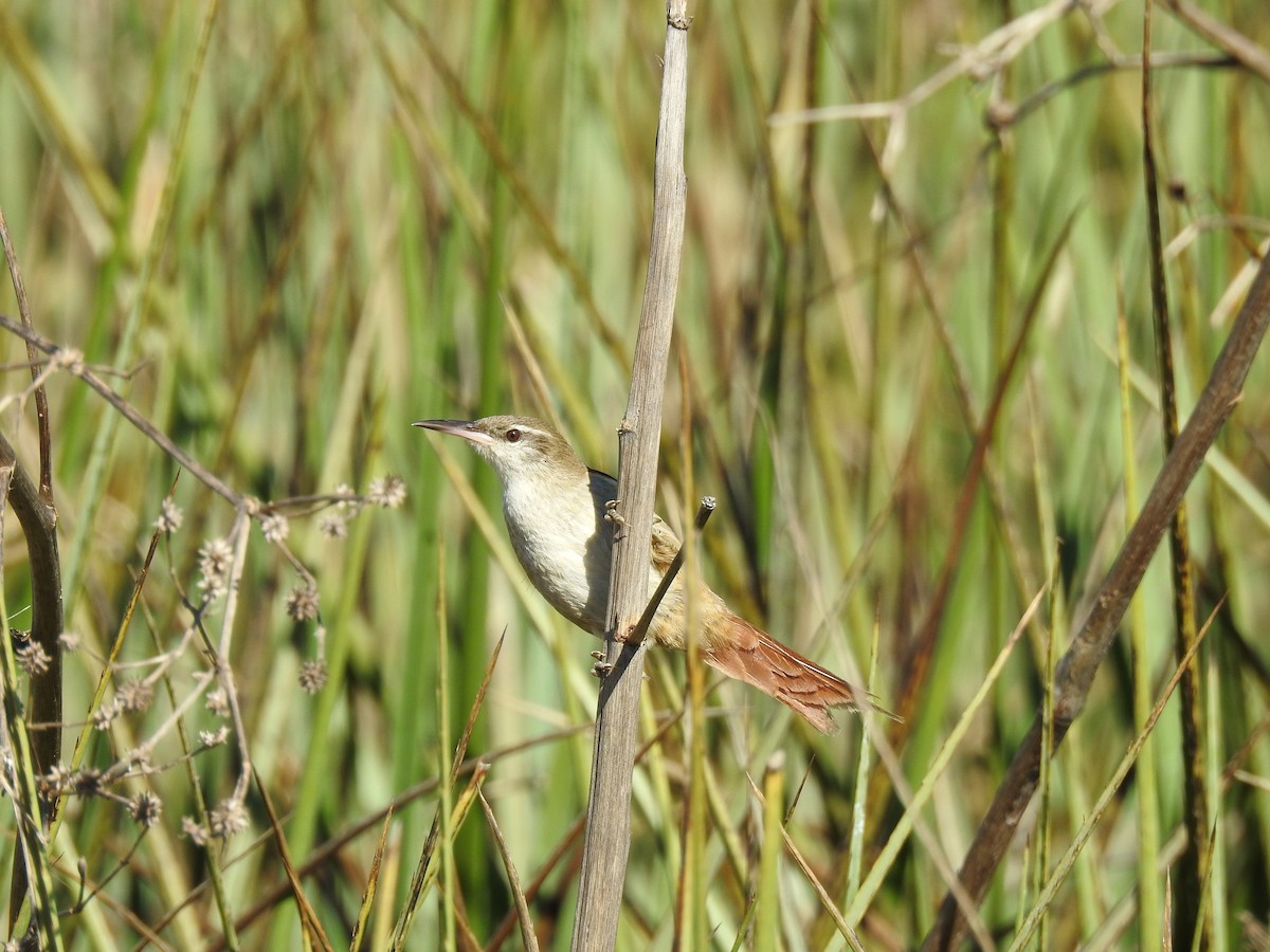 Straight-billed Reedhaunter - ML641008321