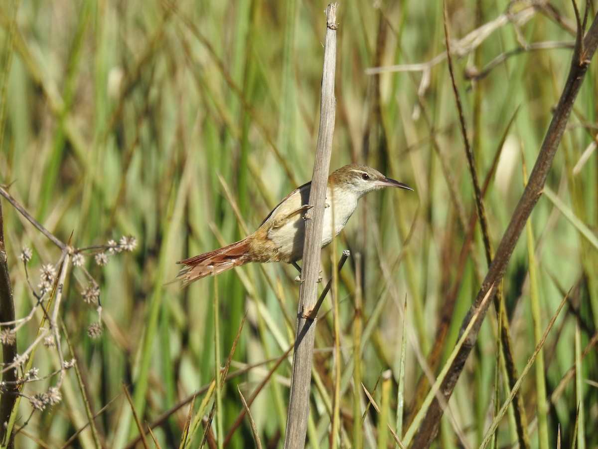 Straight-billed Reedhaunter - ML641008327