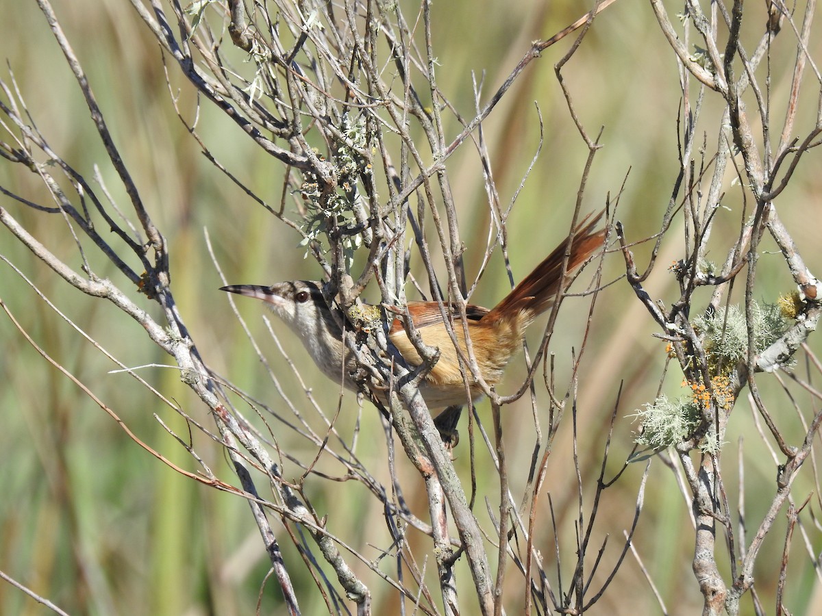 Straight-billed Reedhaunter - ML641008330