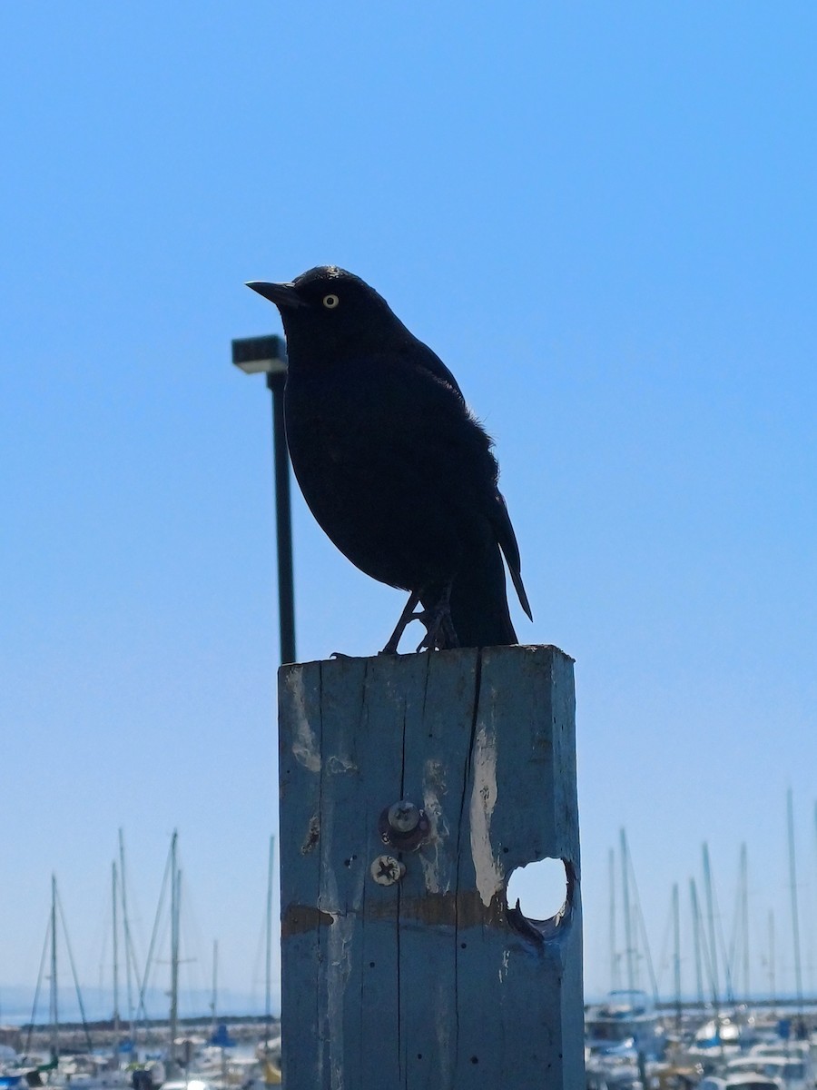 Brewer's Blackbird - ML641008342