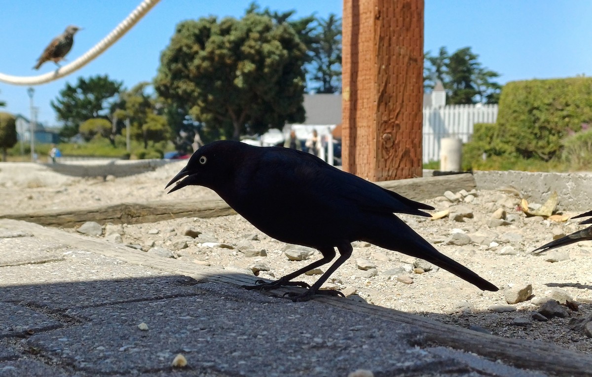 Brewer's Blackbird - ML641008343