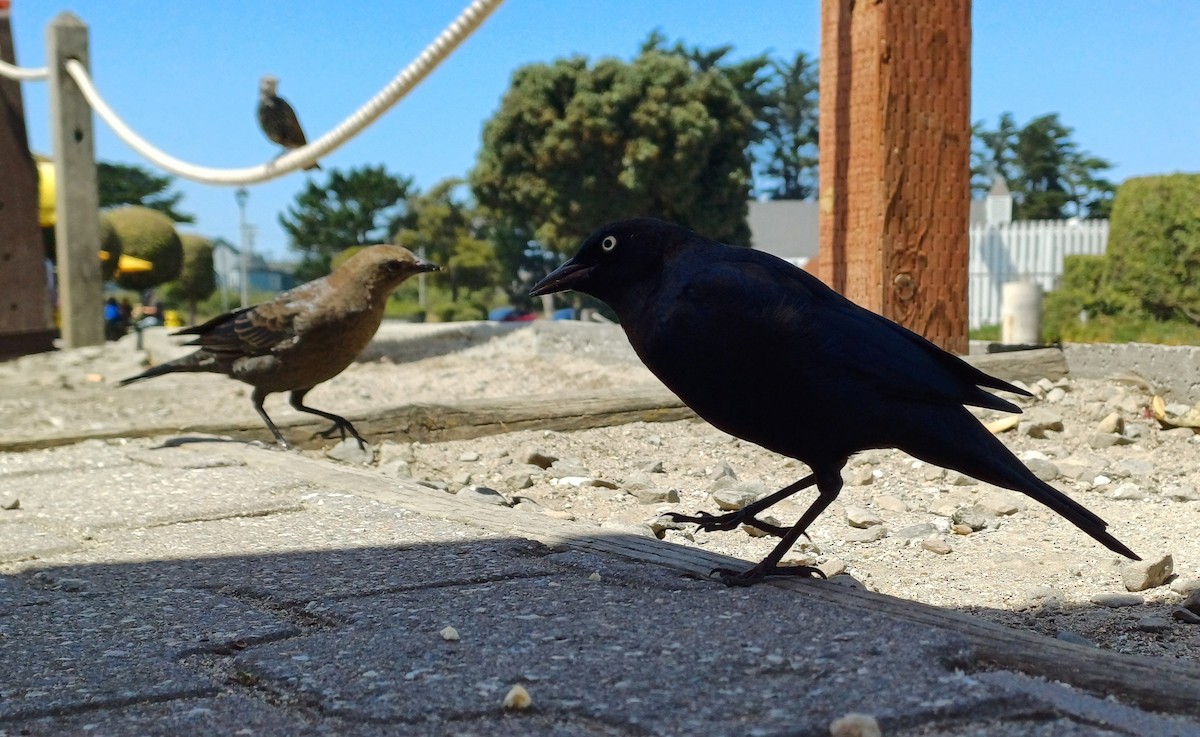 Brewer's Blackbird - ML641008344