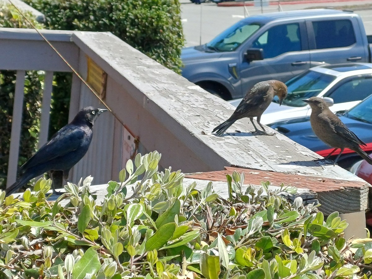 Brewer's Blackbird - ML641008345