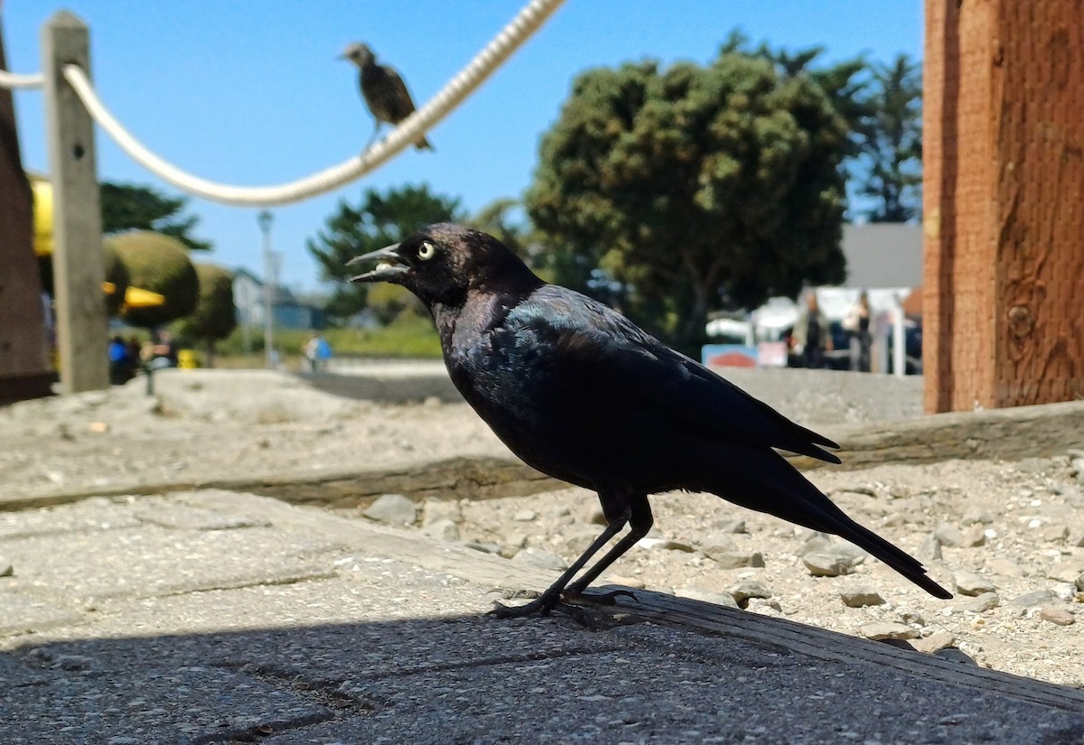 Brewer's Blackbird - ML641008346