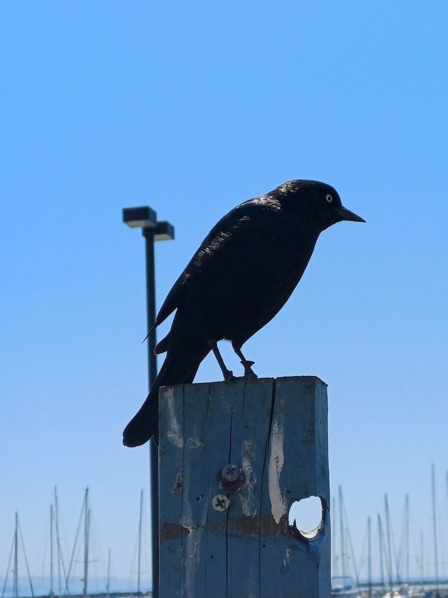 Brewer's Blackbird - ML641008347