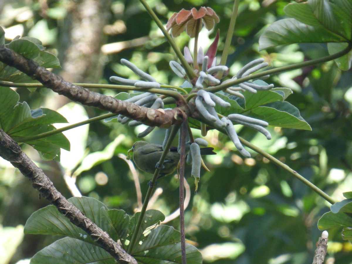 Palm Tanager - ML641008352
