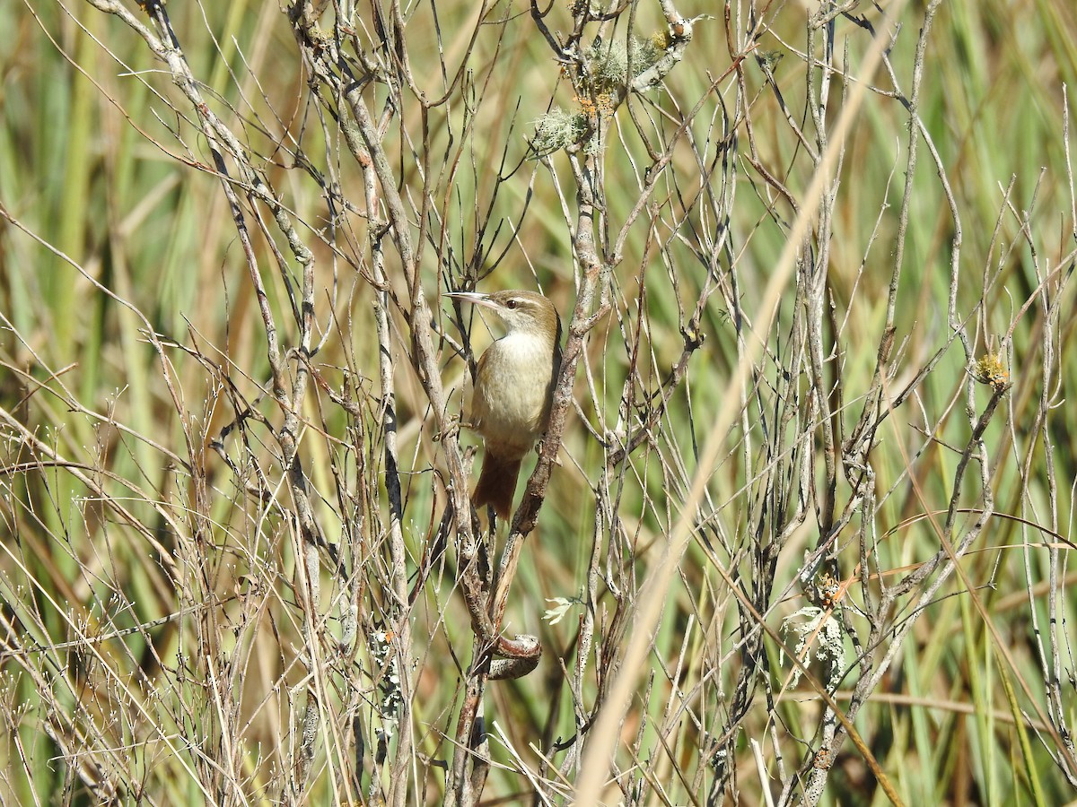Straight-billed Reedhaunter - ML641008354