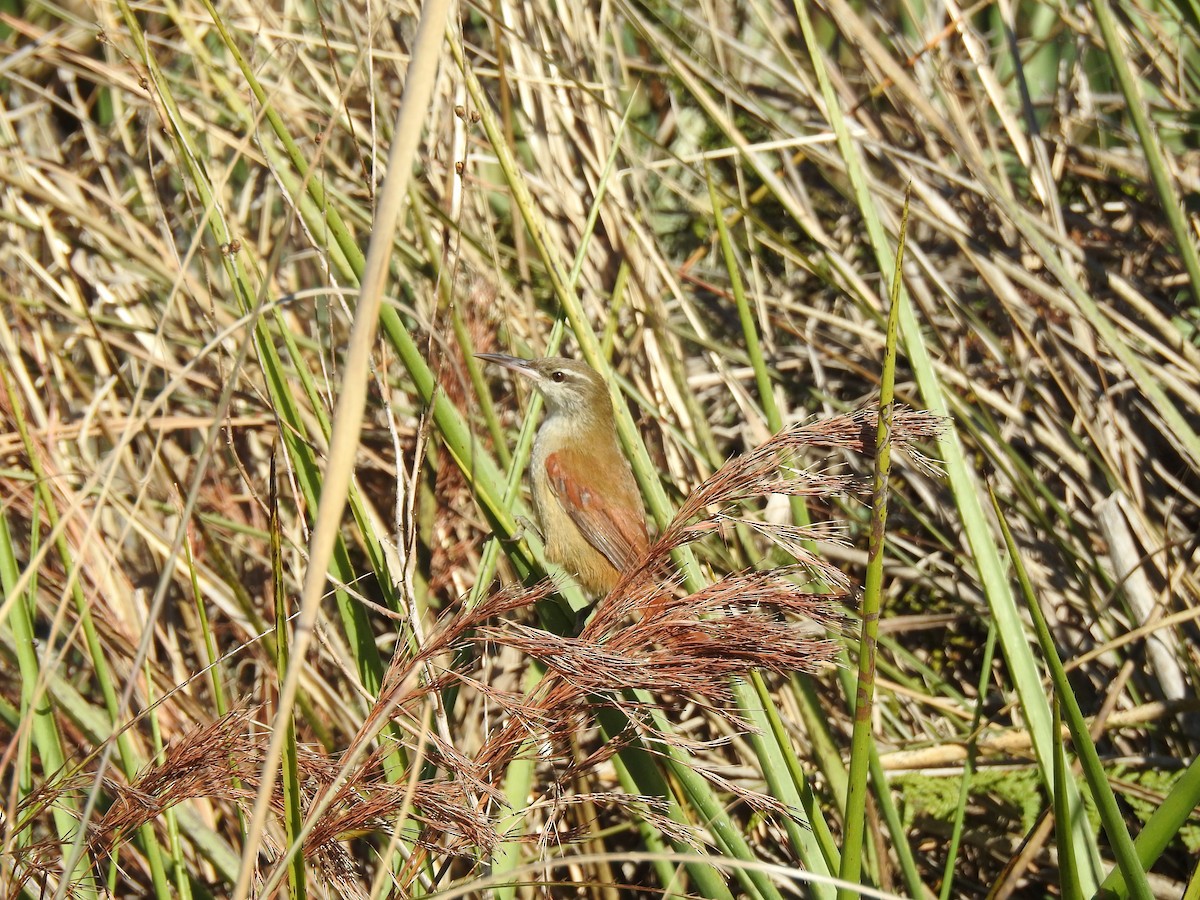 Straight-billed Reedhaunter - ML641008366