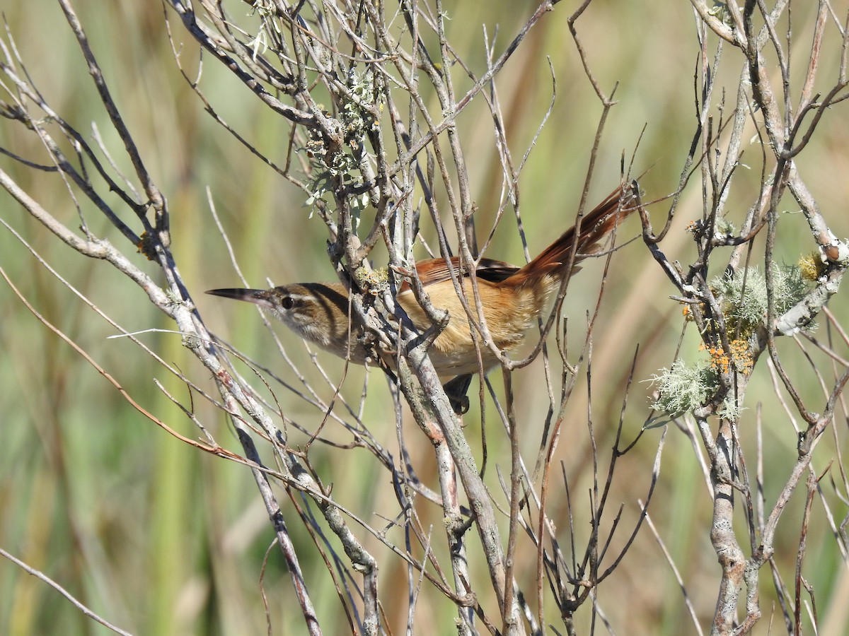 Straight-billed Reedhaunter - ML641008384