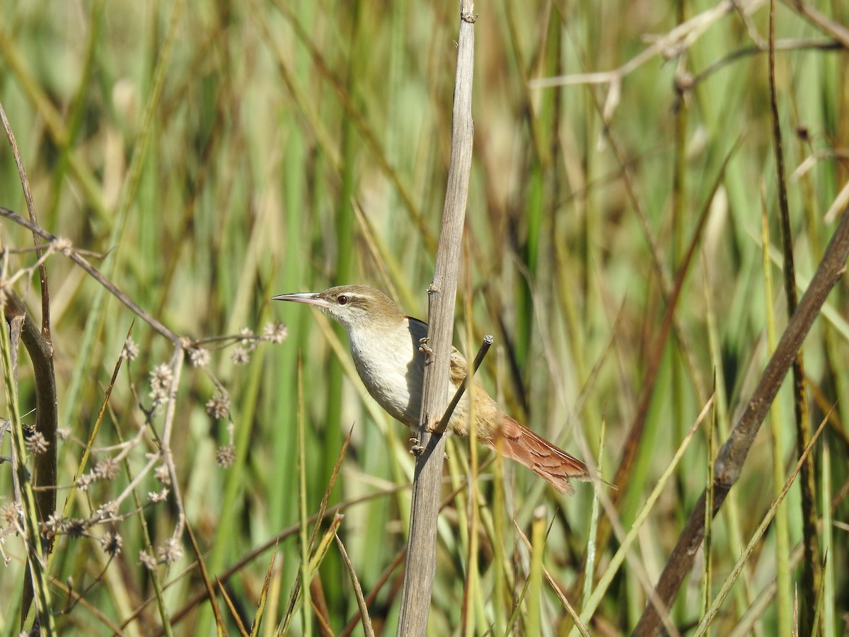 Straight-billed Reedhaunter - ML641008388