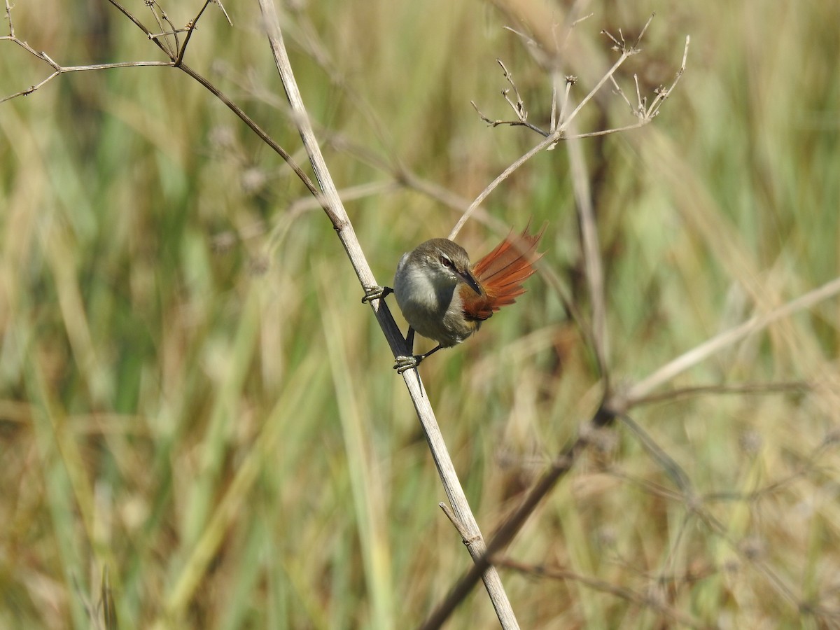 Straight-billed Reedhaunter - ML641008391