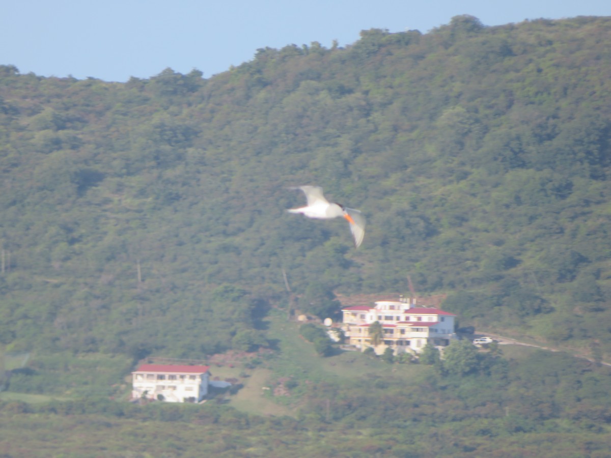 Royal Tern - ML641008395