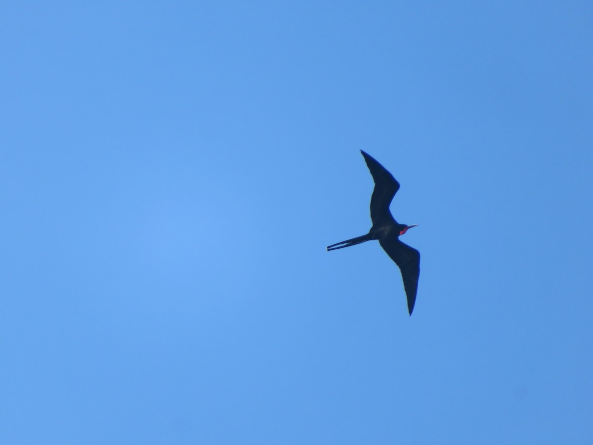 Magnificent Frigatebird - ML641008402