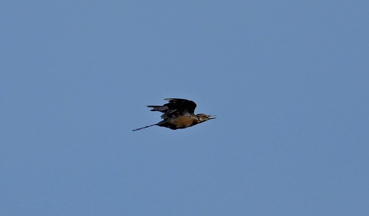 Boat-tailed Grackle - ML641008410