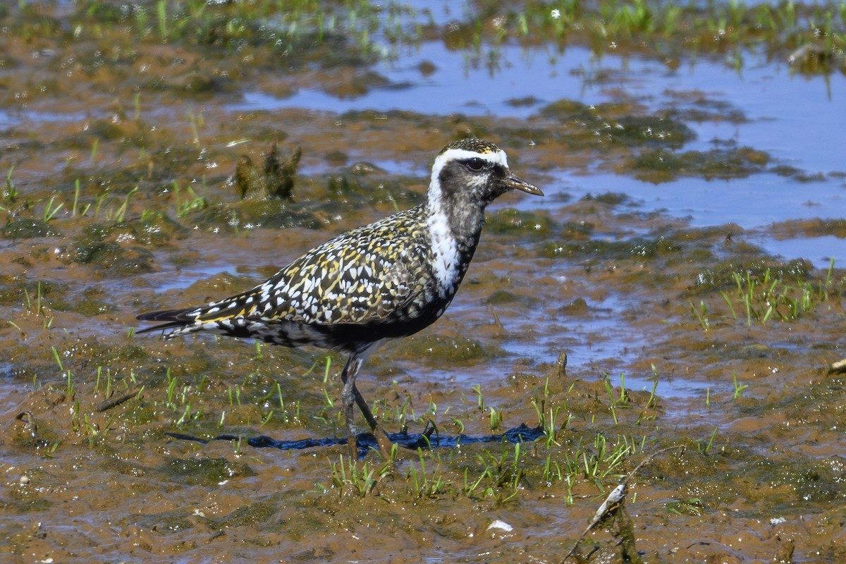 Amerika Altın Yağmurcunu - ML641008521