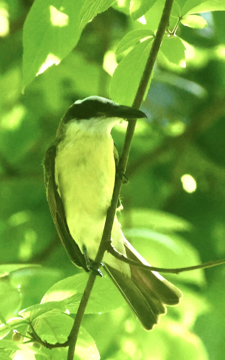 Bienteveo Pitanguá - ML641008535