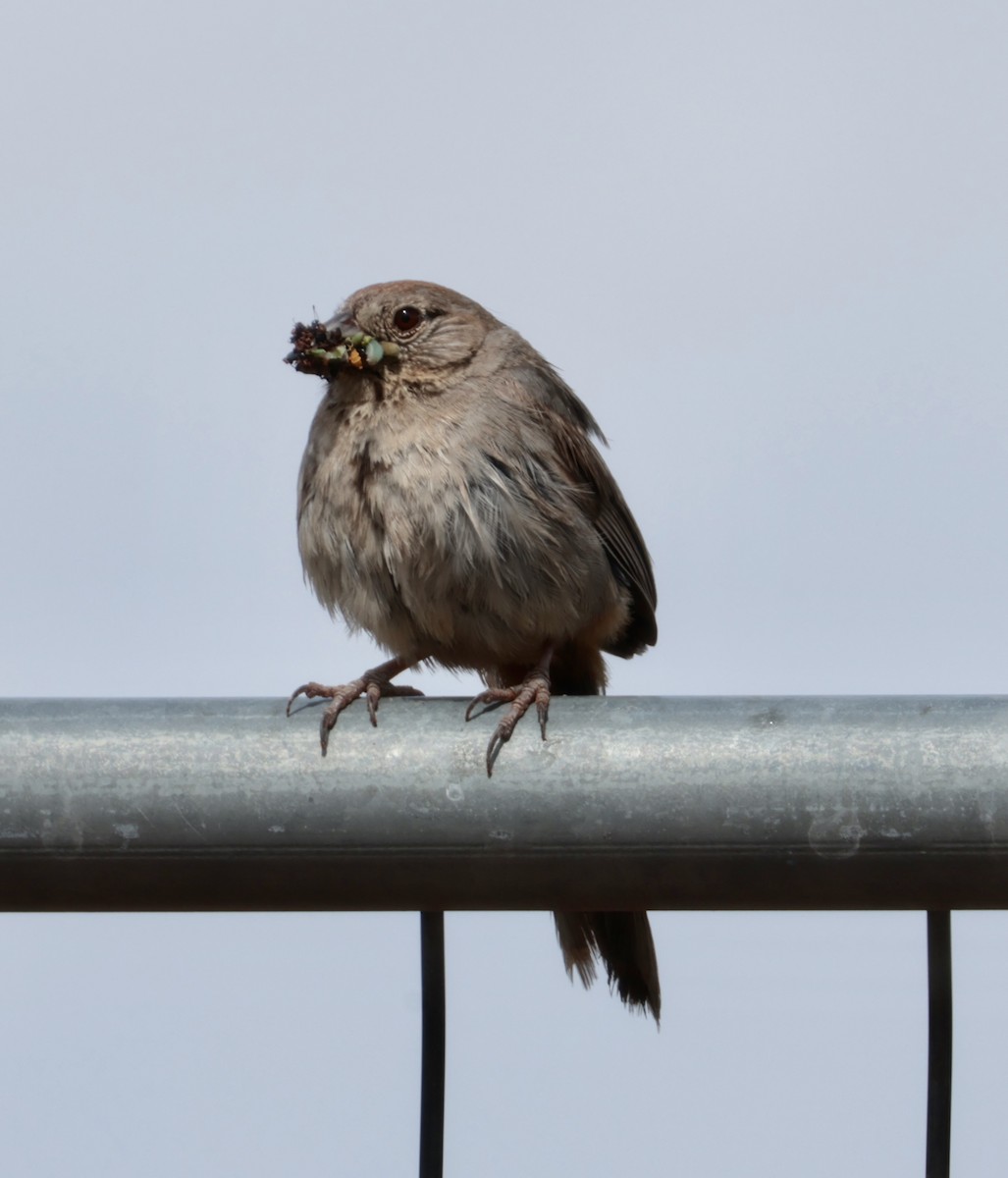 Canyon Towhee - ML641008544