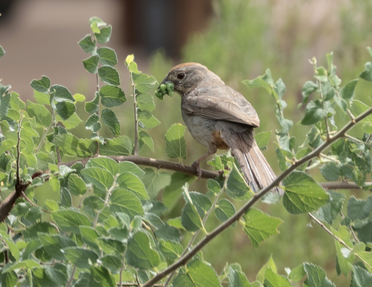 Canyon Towhee - ML641008545