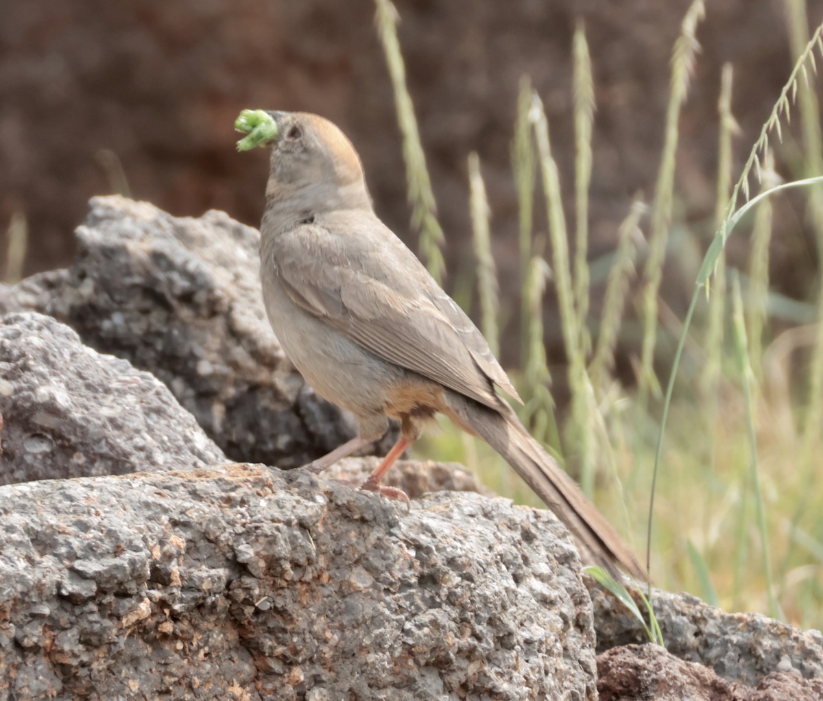 Canyon Towhee - ML641008546
