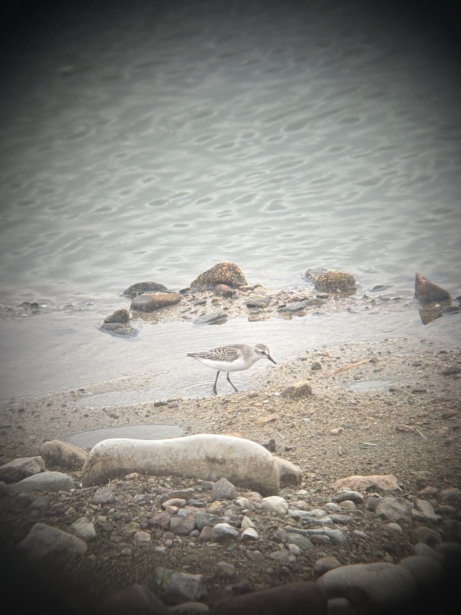 Semipalmated Sandpiper - ML641008580