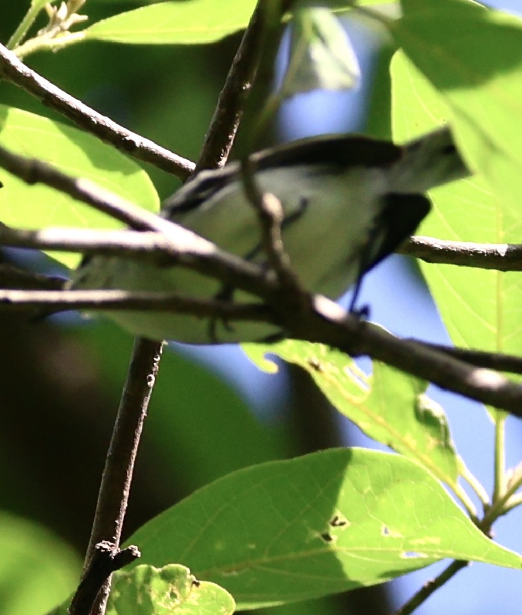 White-lored Gnatcatcher - ML641008601