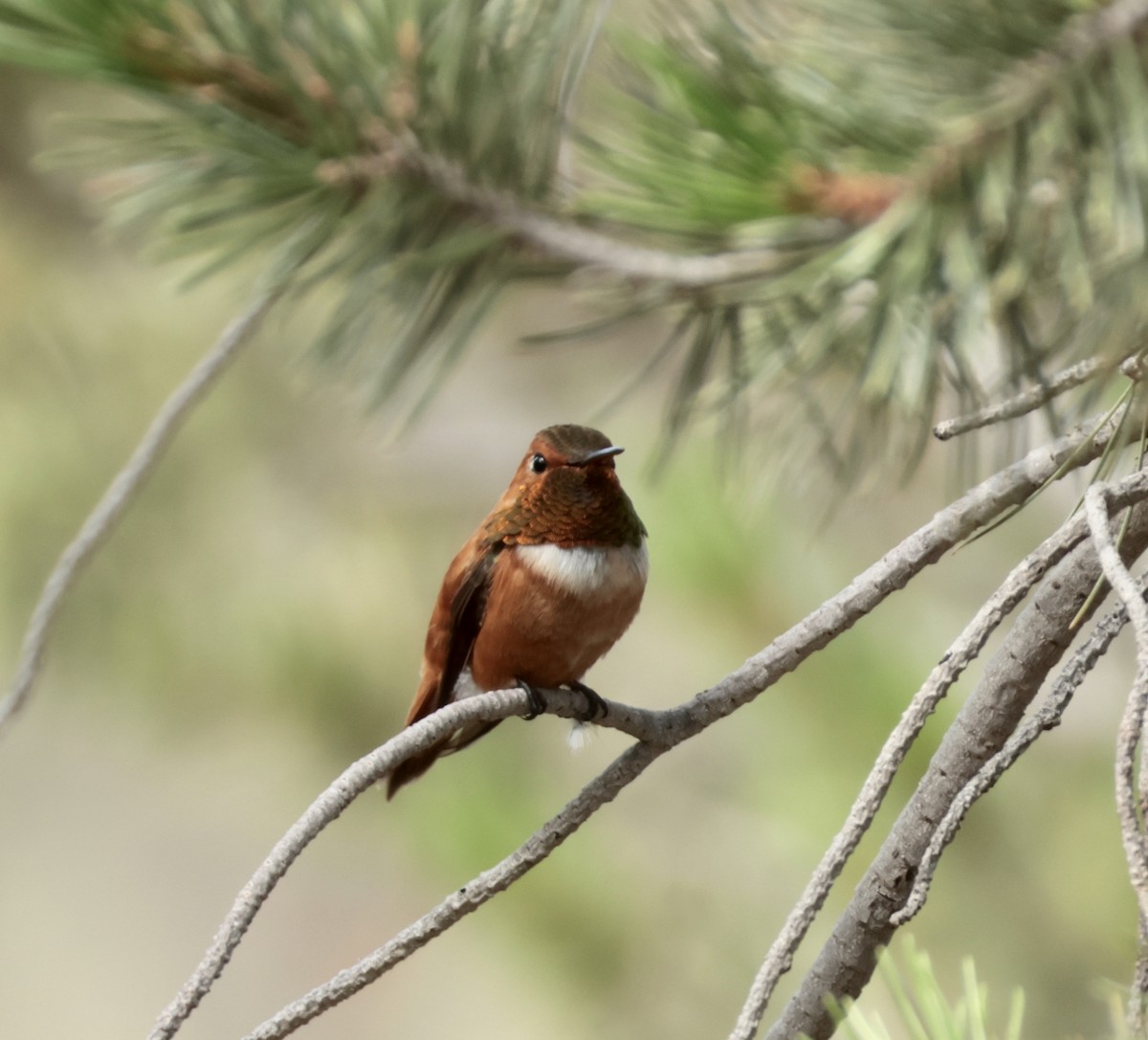 Rufous Hummingbird - ML641008614