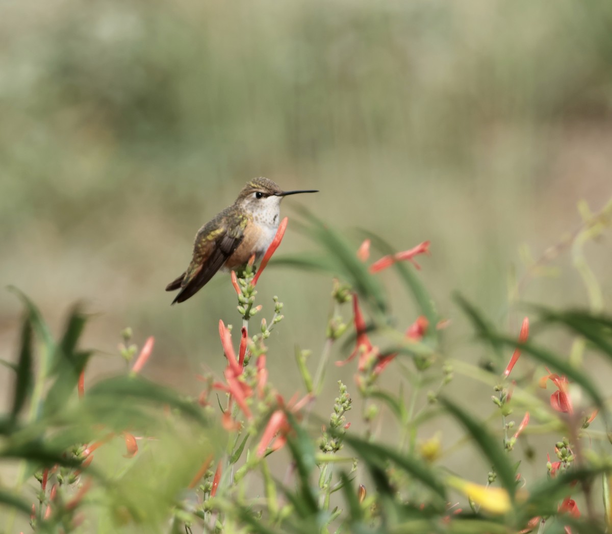Rufous Hummingbird - ML641008615