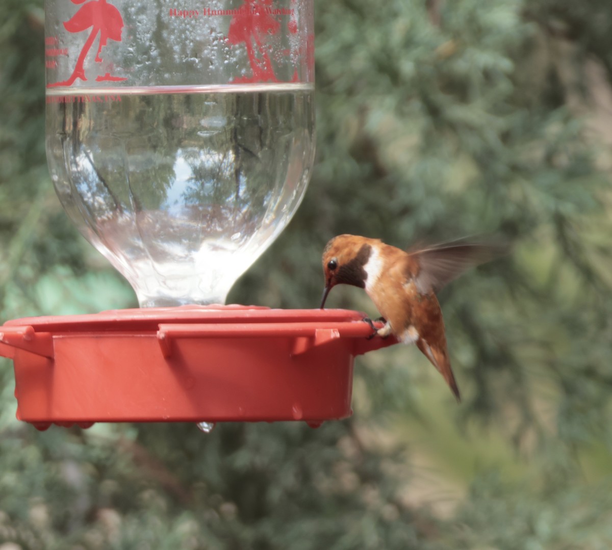 Rufous Hummingbird - ML641008618