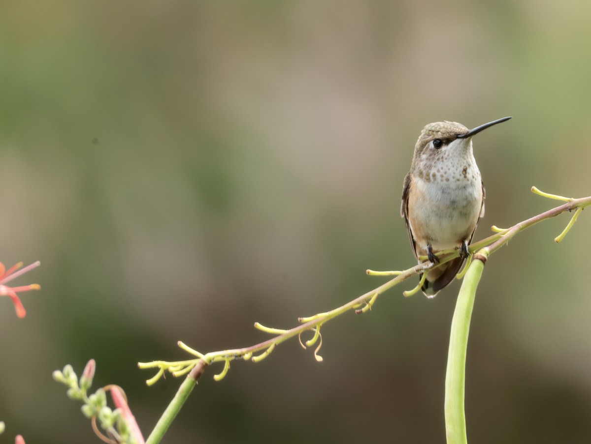 Rufous Hummingbird - ML641008619