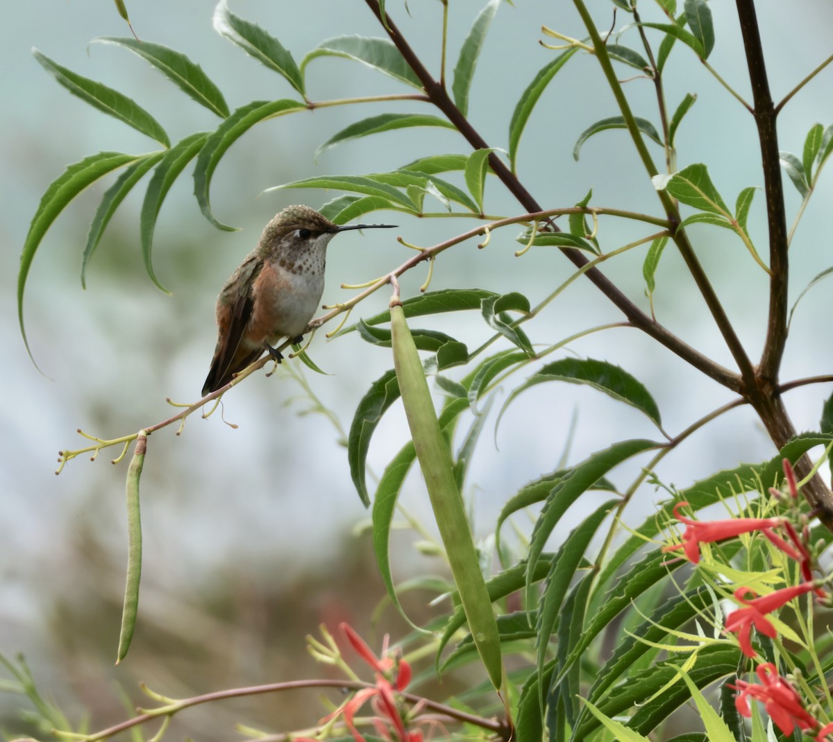 Rufous Hummingbird - ML641008620