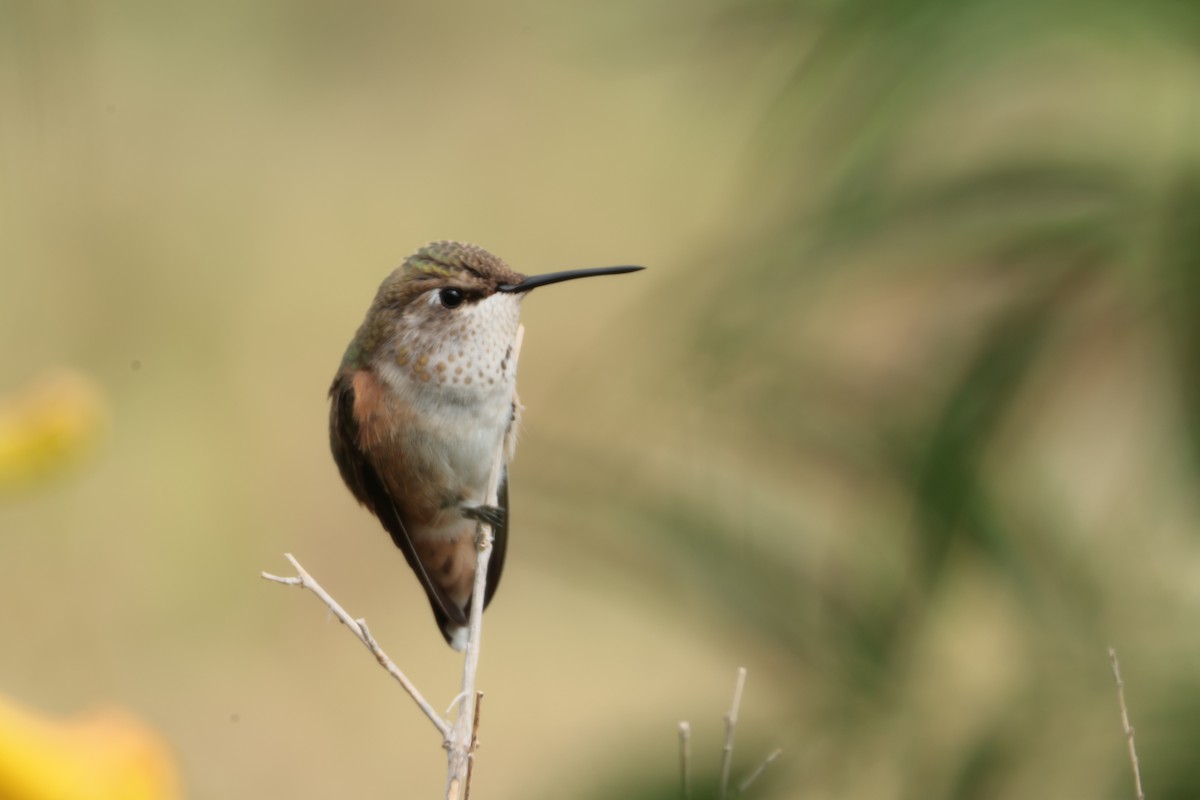 Rufous Hummingbird - ML641008623