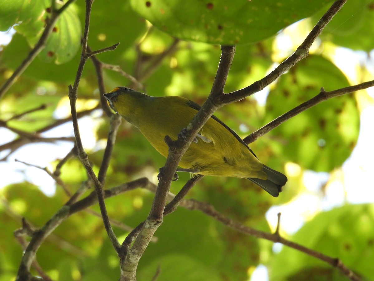 Puerto Rican Euphonia - ML641008639