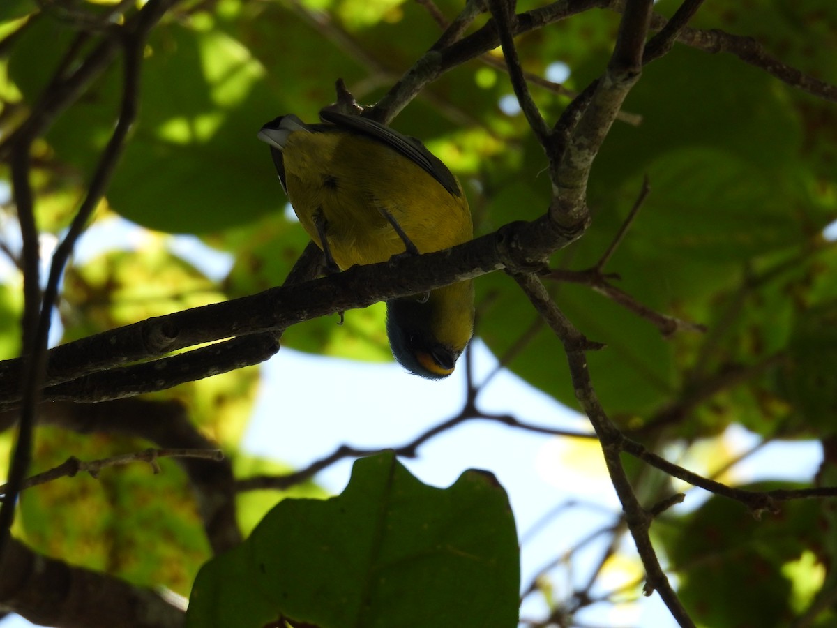Puerto Rican Euphonia - ML641008652