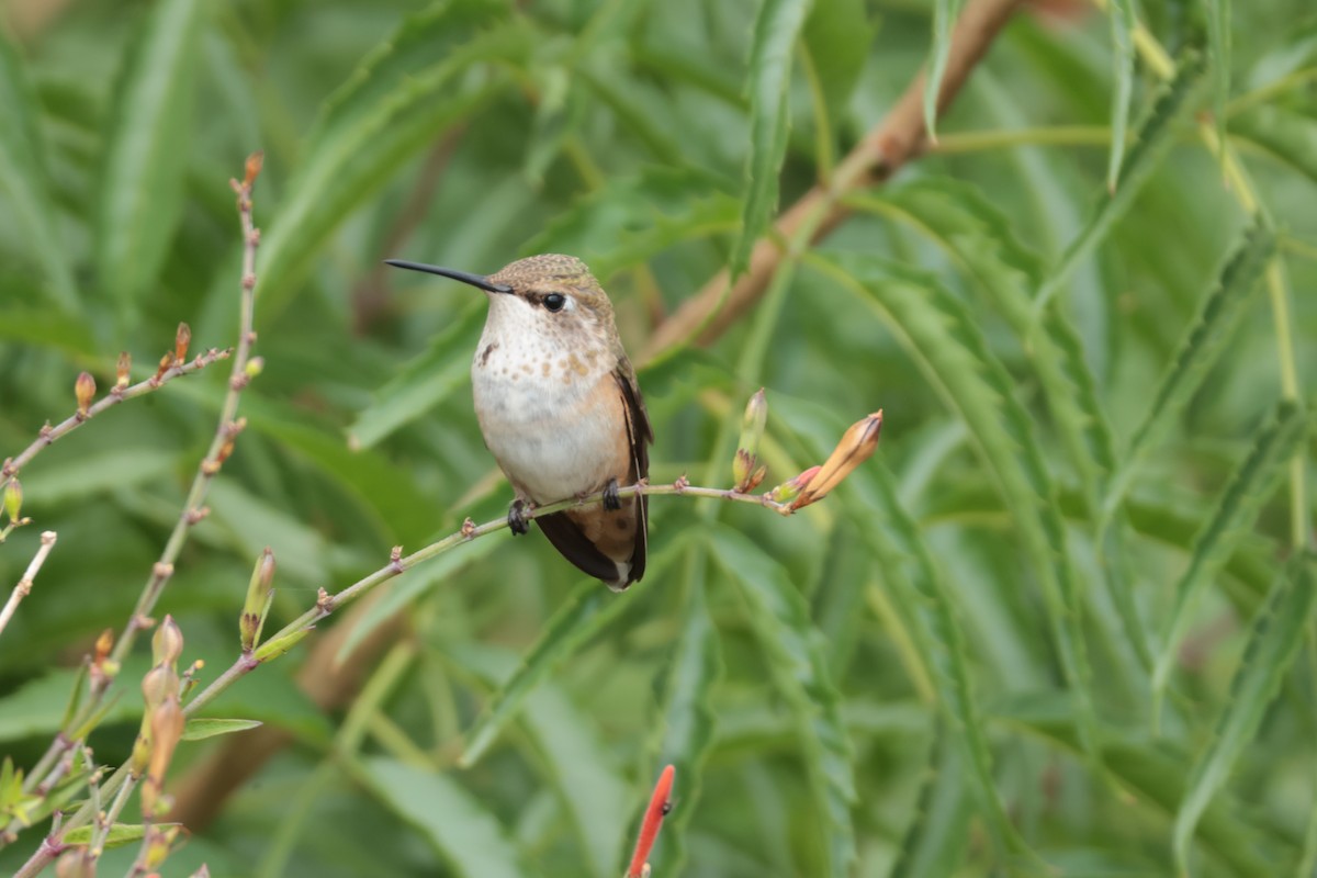 Rufous Hummingbird - ML641008673