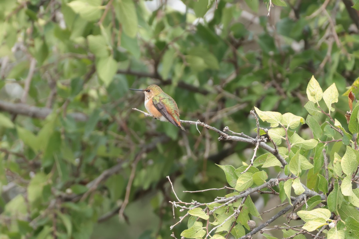 Rufous Hummingbird - ML641008674