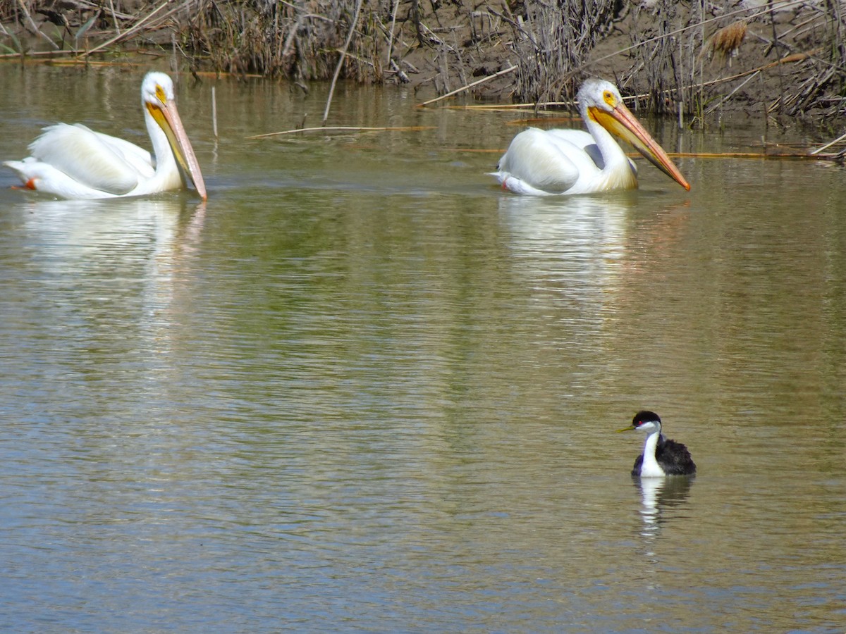 American White Pelican - ML641008718
