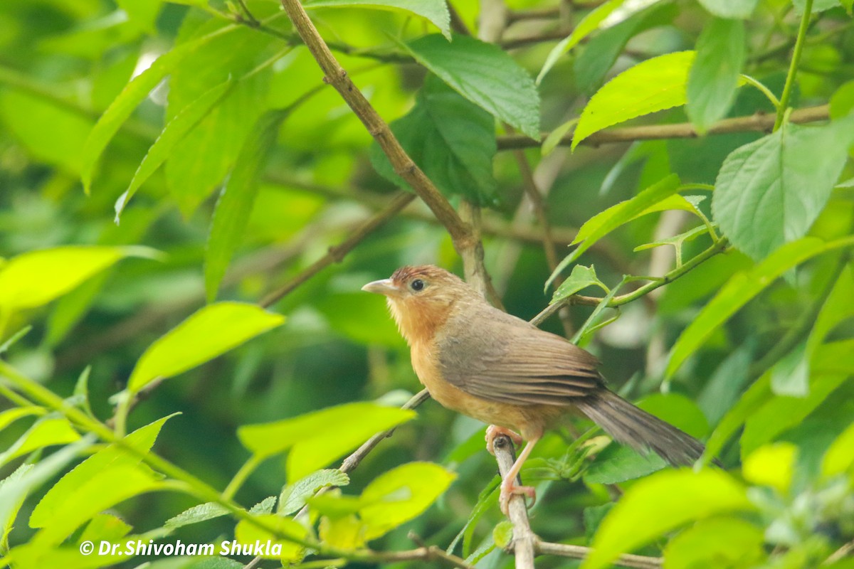 Tawny-bellied Babbler - ML641008728