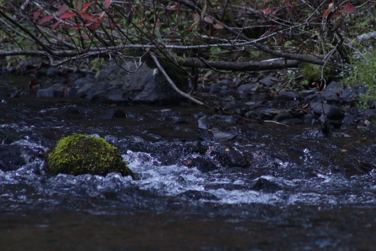 American Dipper - ML641008732
