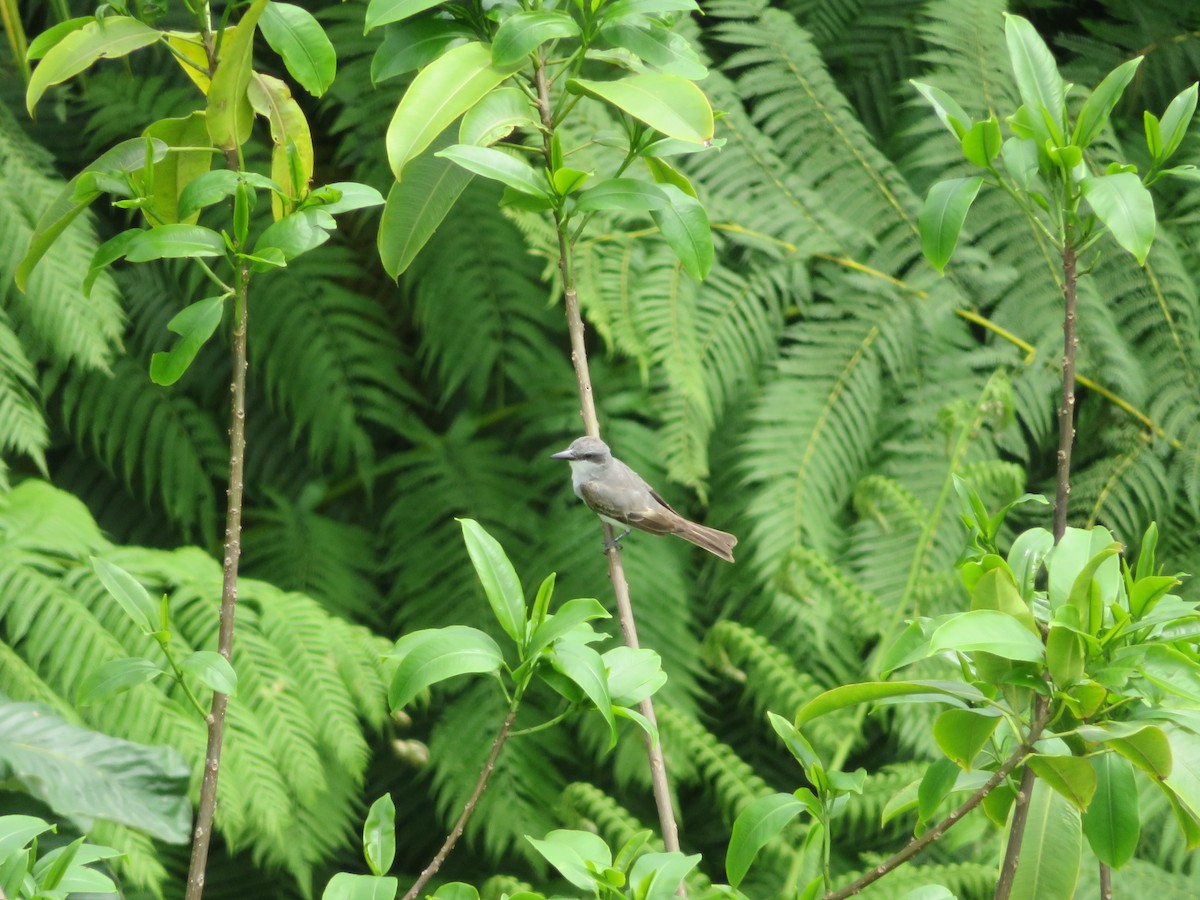 Gray Kingbird - ML641008734